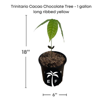 Trinitao Cacao Tree Yellow, Long Ribbed – Fruit-Bearing Theobroma Cacao Tree
